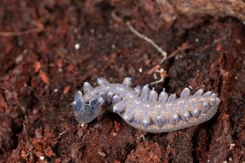 Media type: image;   Invertebrate Zoology 168056 Description: Digital photograph of specimen in life.;